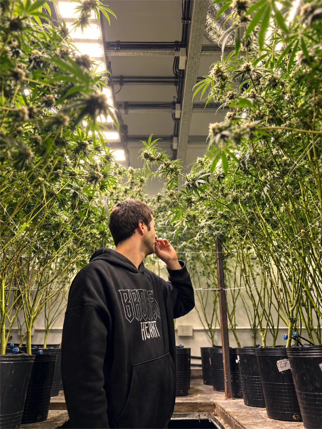 Socio recorriendo la sala de cultivo de La Herbolaria